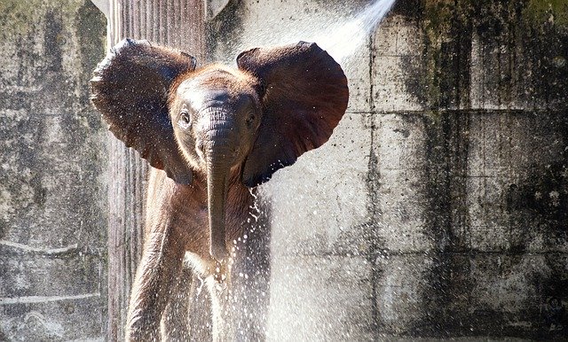 zoo besuch elefant